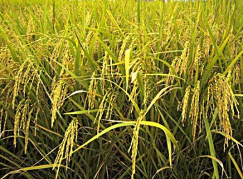 Tâm Sự Người Truyền Giáo