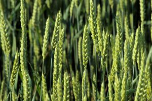 green grain[2]