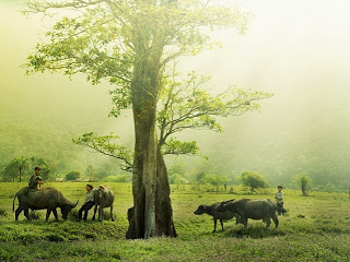 quehuong[1]