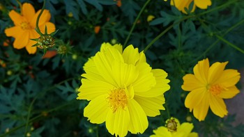 TÌNH MẸ BAO LA