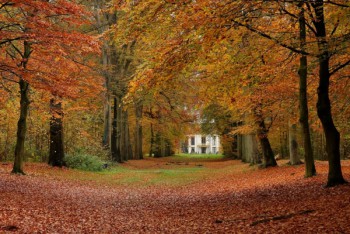 Autumn trees (1)
