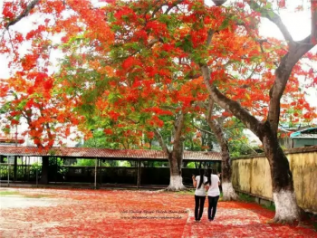 MƯA MÙA HẠ