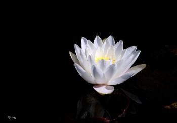 CHUYỂN HÓA LỜI THƠ