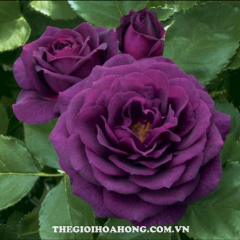 Hoa hồng bụi midnight blue2