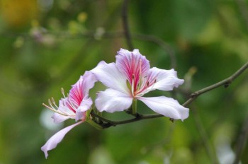 Lời Cầu Cho Người