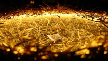 Sách mới của ĐTC “Một niềm vui vĩ đại”