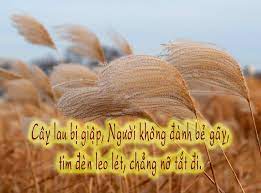 Cây sậy biết suy tư