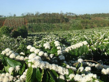 Bảo Lộc mùa hoa trắng