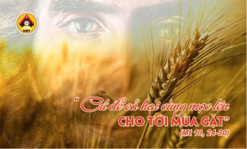Lời Chúa CHÚA NHẬT XVI THƯỜNG NIÊN – A