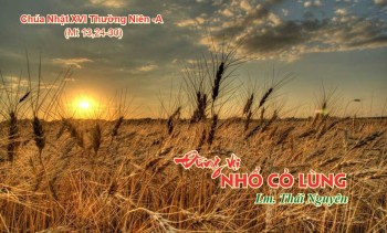 Đừng vội nhổ cỏ lùng (Mt 13, 24-30)