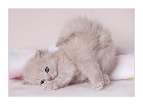 Hạnh phúc của con mèo