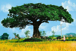 Cây Trôi nghìn năm tuổi tại Bình Đà (Cây di sản)