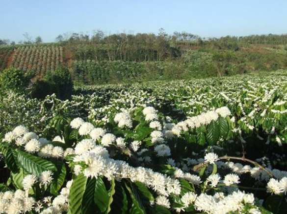 Bảo Lộc mùa hoa trắng