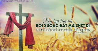 Như hạt lúa thối đi